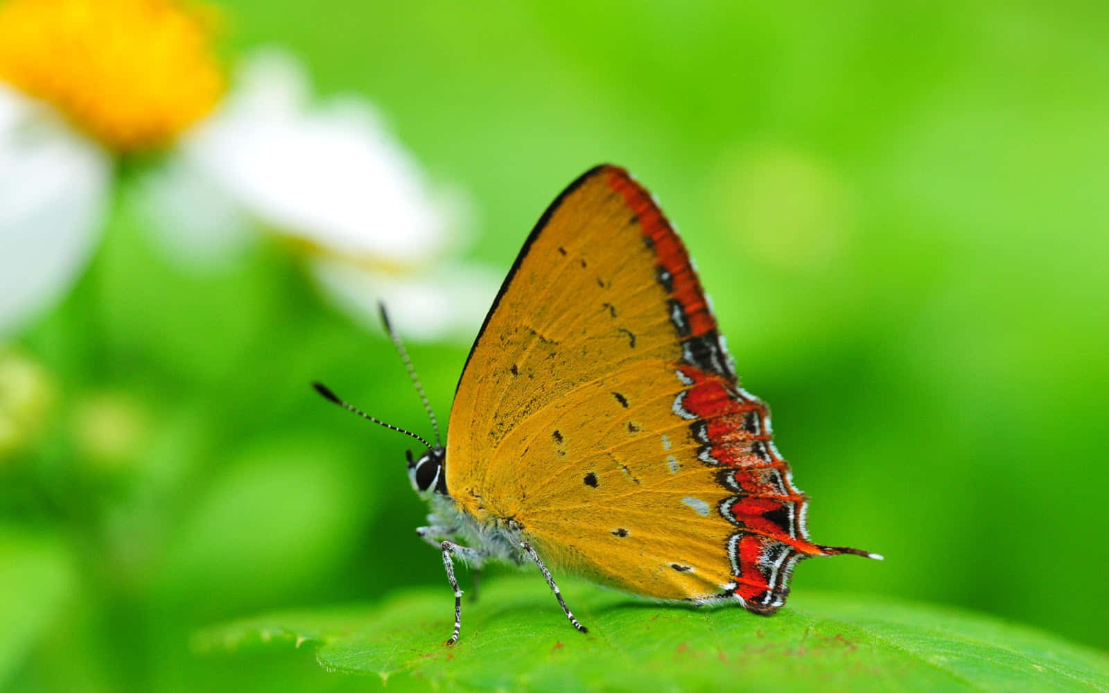 See the beauty as a young butterfly emerges Wallpaper