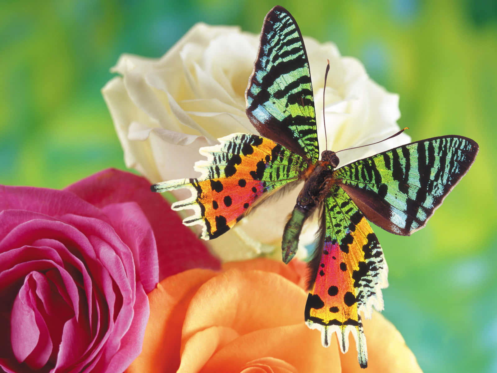 A Beautiful and Colorful Emerging Butterfly is Captivating Wallpaper