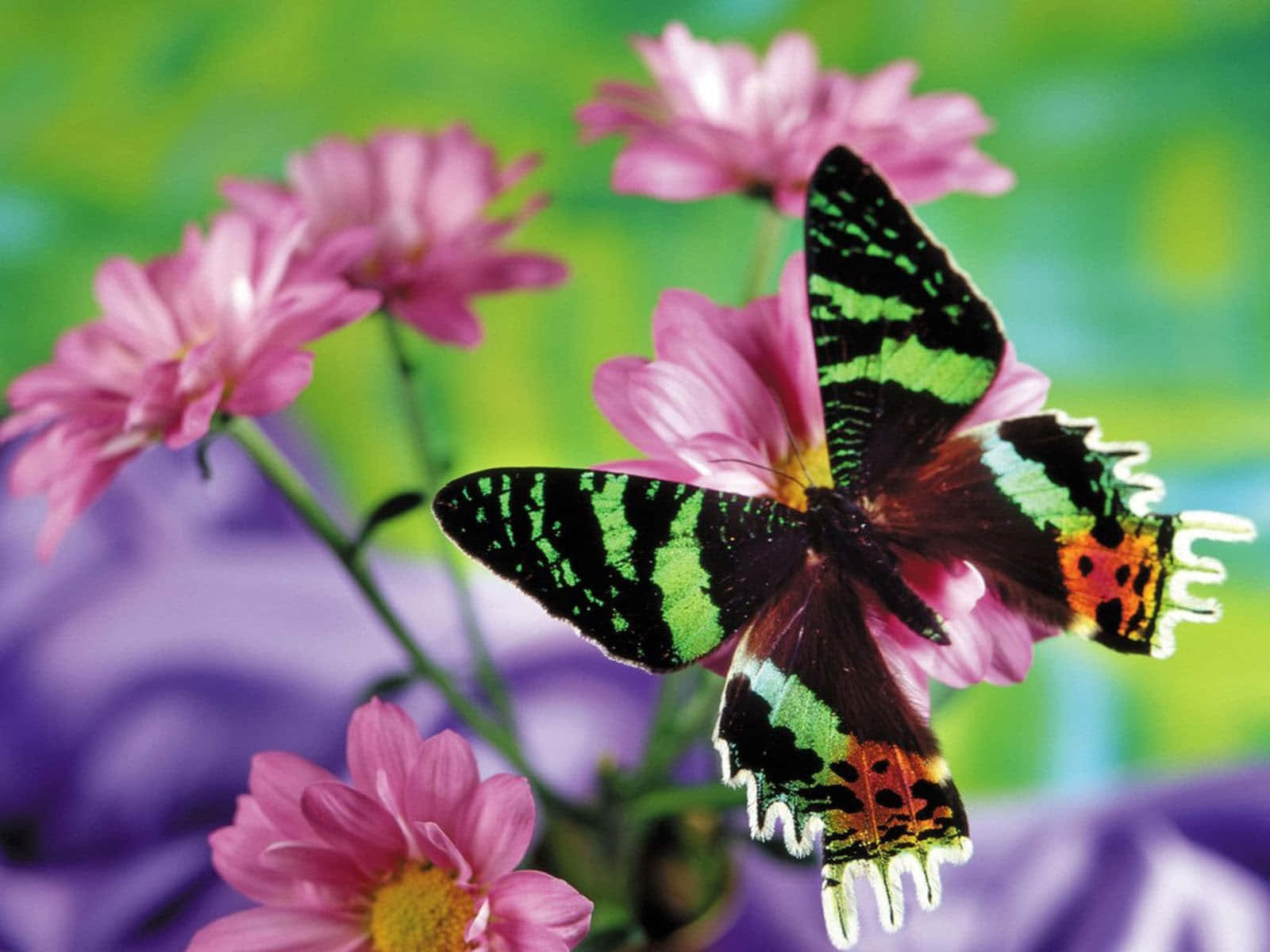 "The beauty of an Emerging Butterfly" Wallpaper