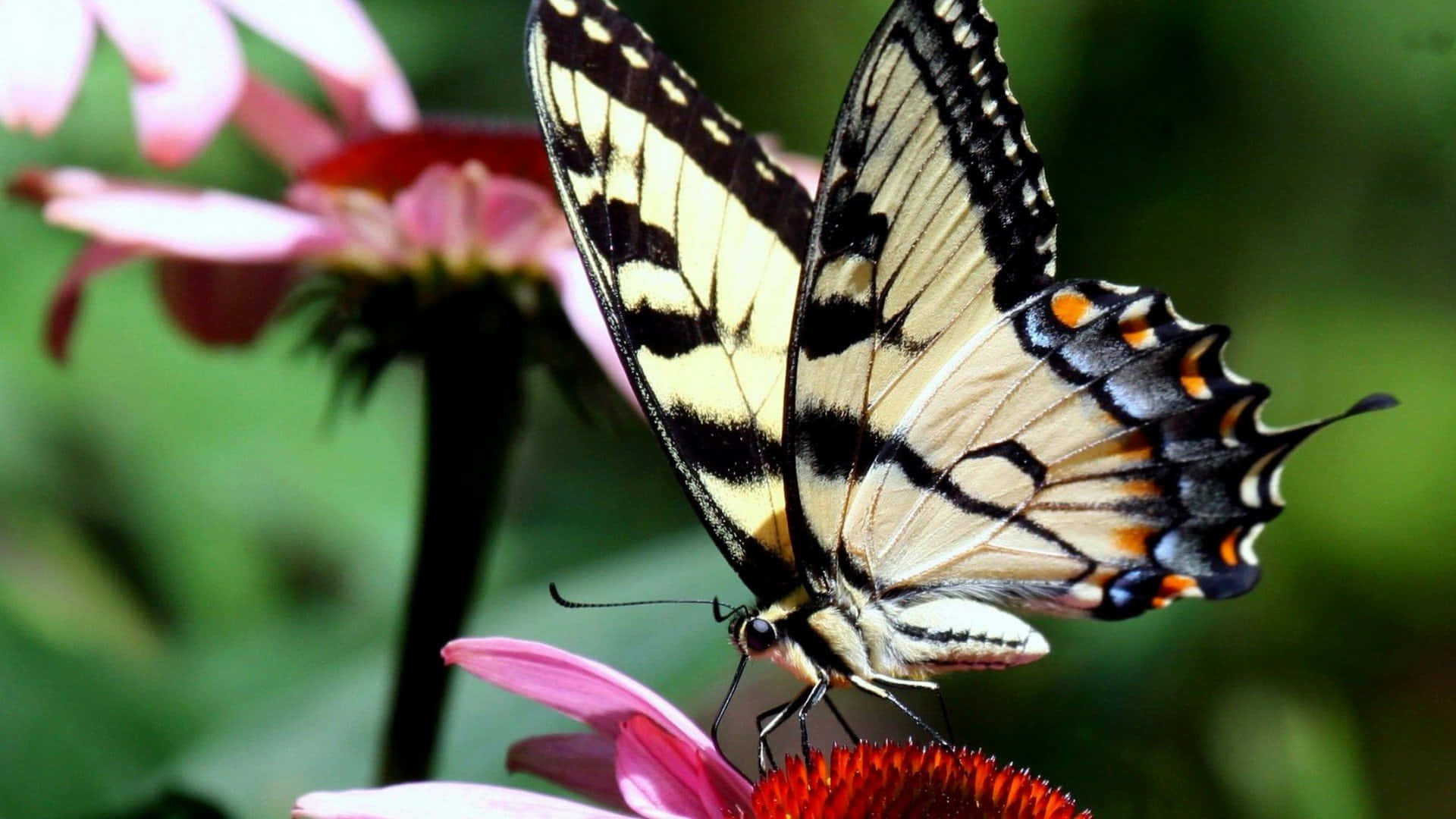 "Emerging From A Cocoon into a Beautiful Butterfly" Wallpaper