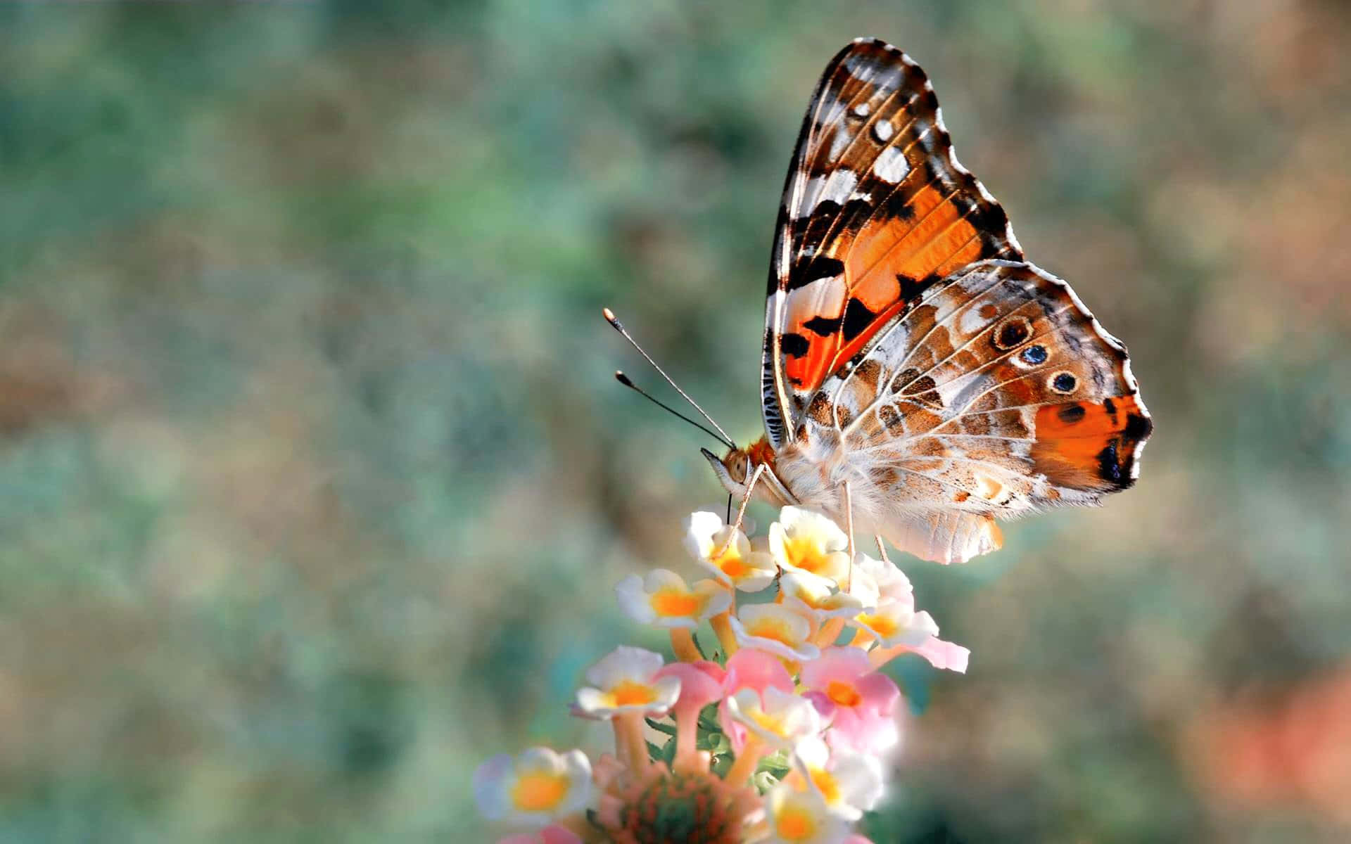 An Emerging Monarch Butterfly Ready to Take Flight Wallpaper