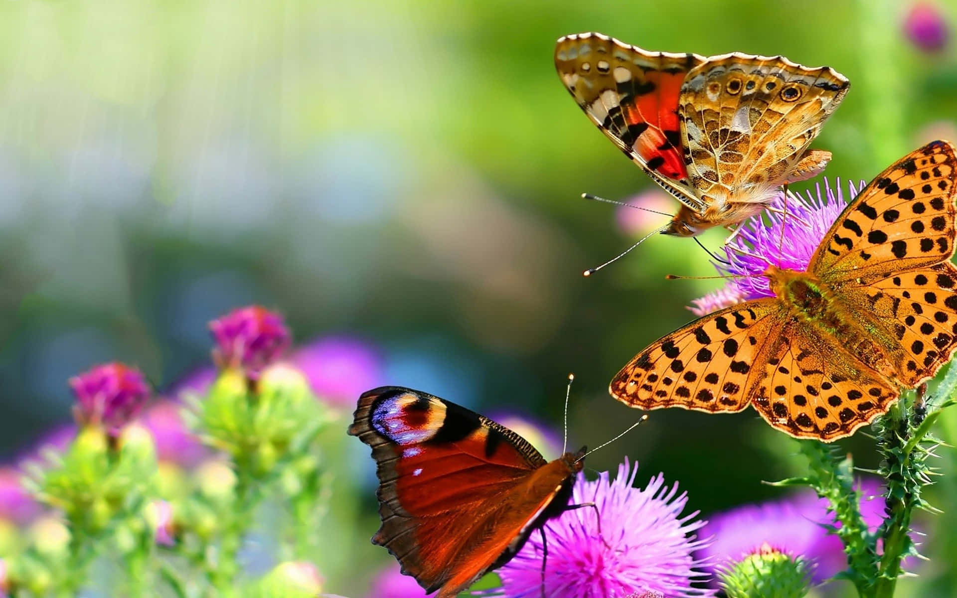 A butterfly spreads its wings and is ready for takeoff. Wallpaper