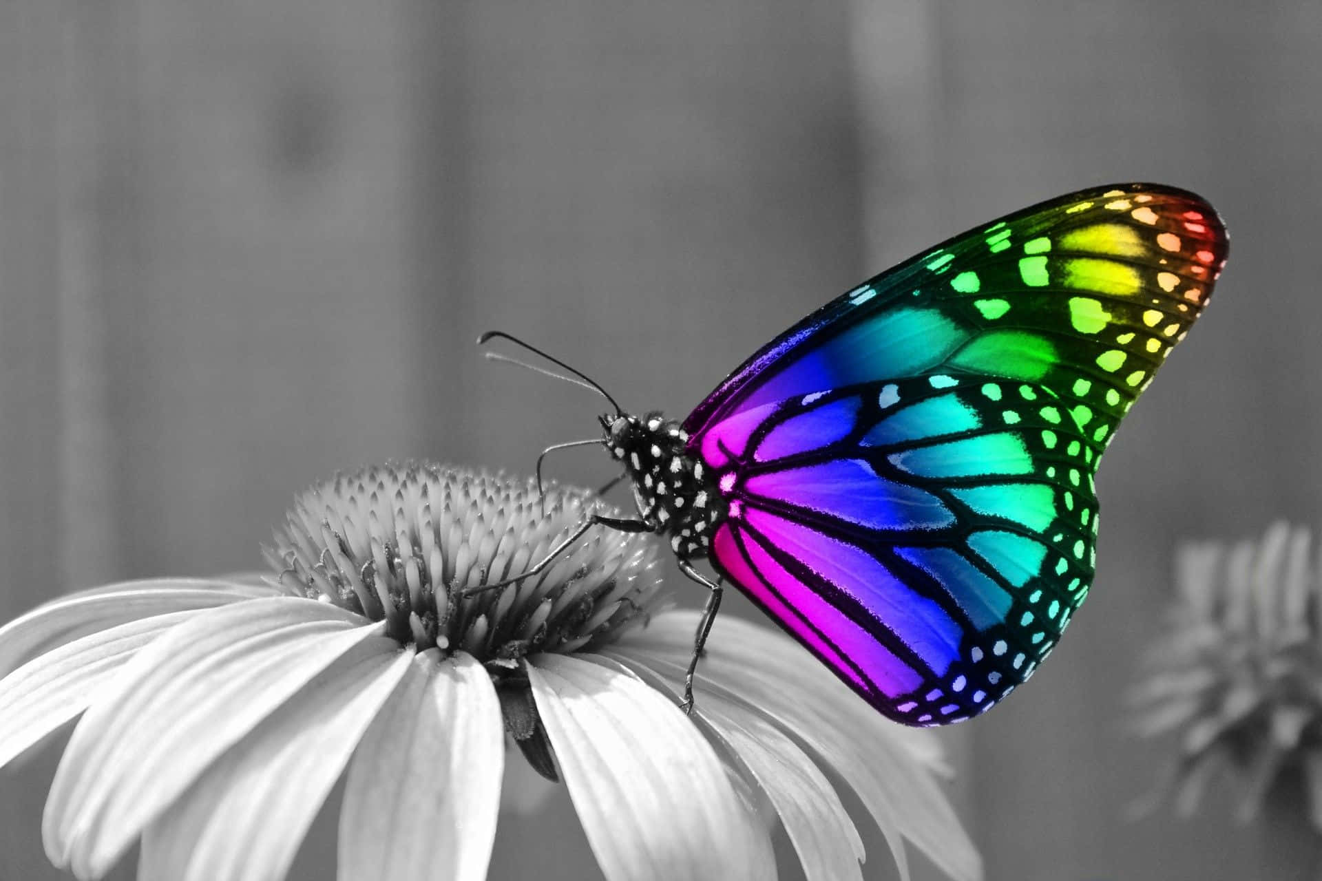 A newly emerging butterfly showing off its vibrant wings Wallpaper