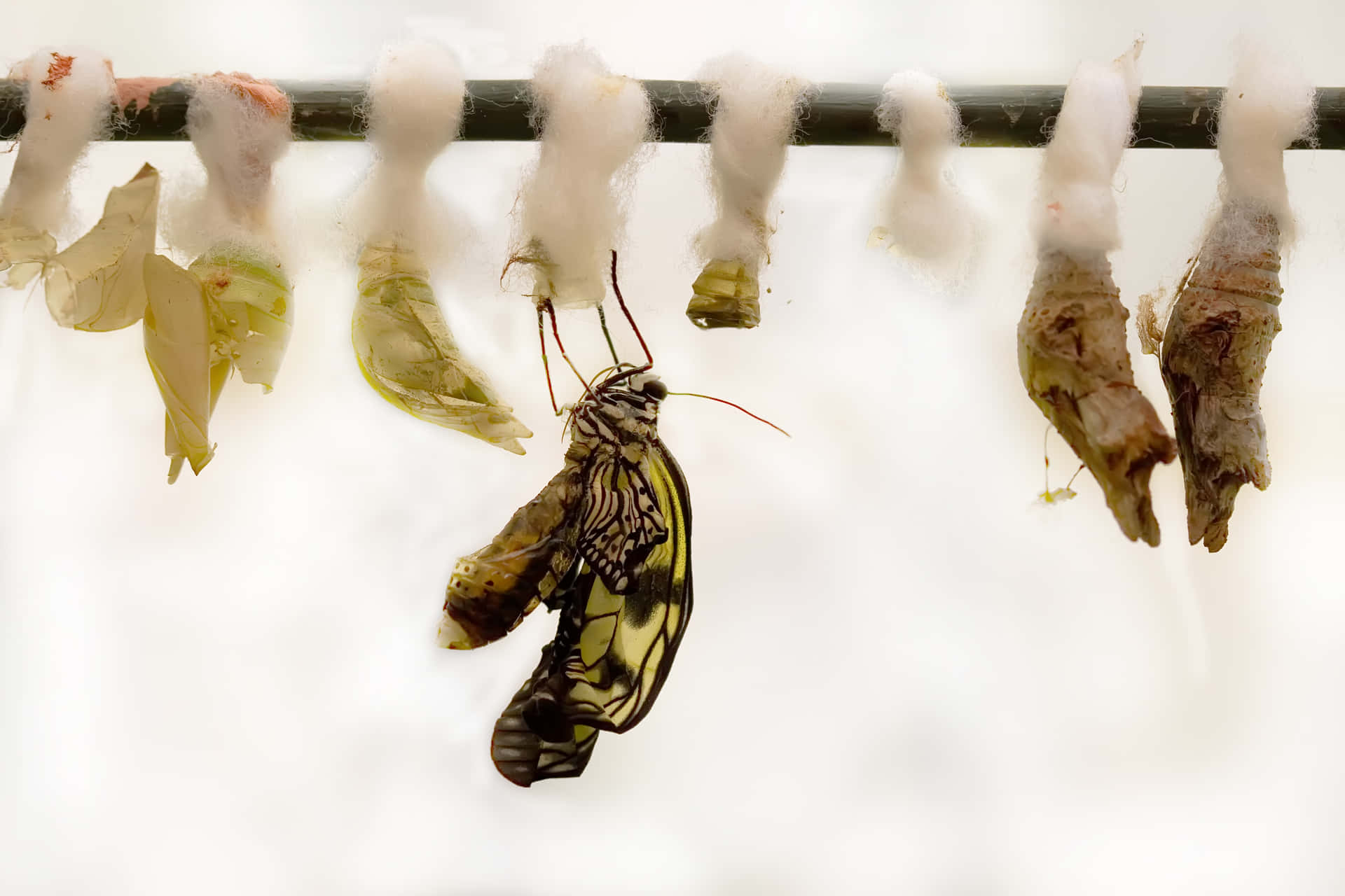 An emerging butterfly prepares to take flight. Wallpaper