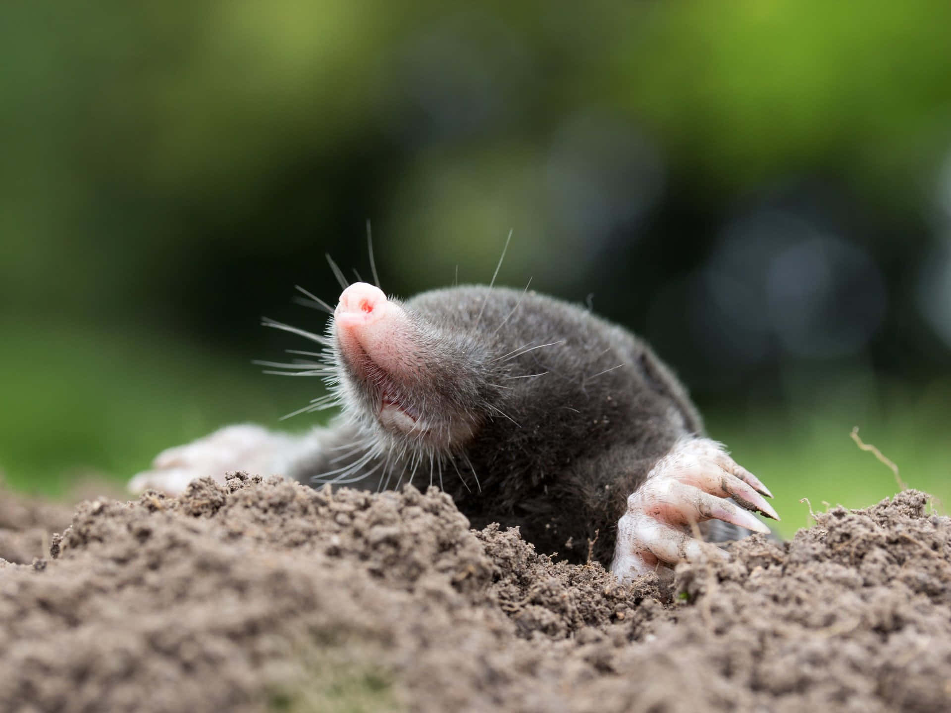 Emerging Mole Close Up Wallpaper