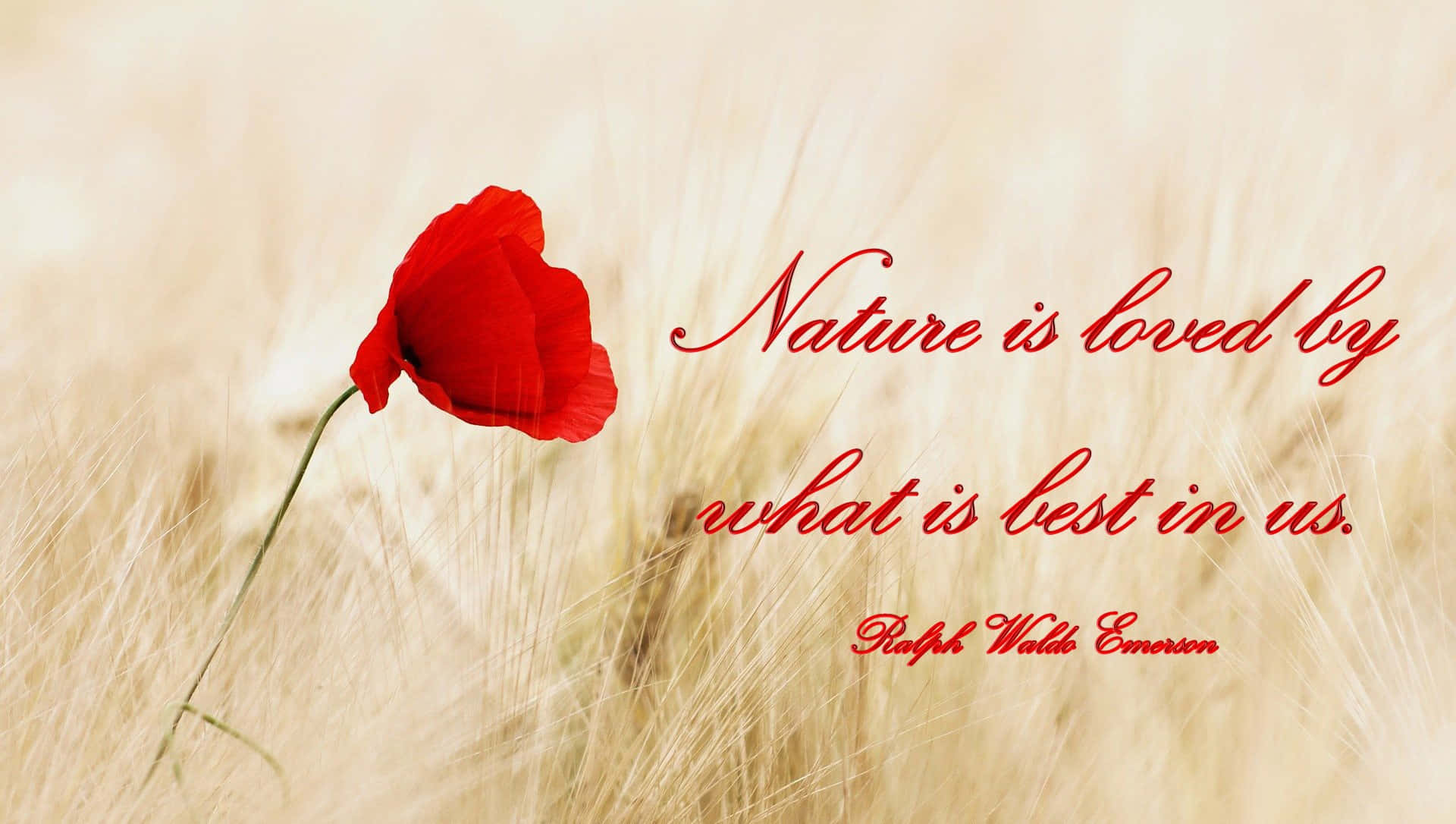 Emerson Nature Quote Red Poppy Wallpaper