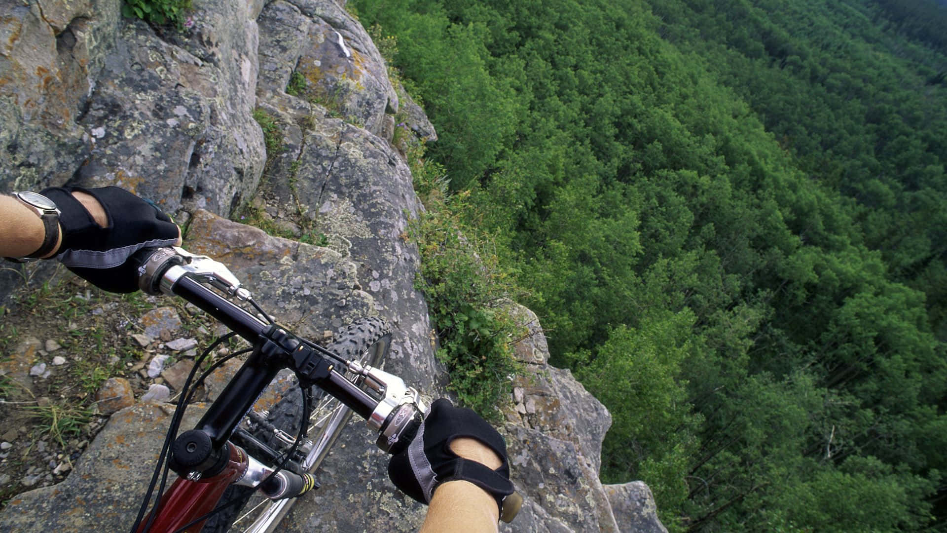 Emozionantegiro In Mountain Bike Attraverso La Foresta.