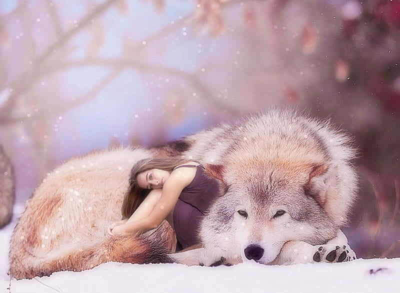 Empathetic Connection - A Girl With A Wolf Wallpaper