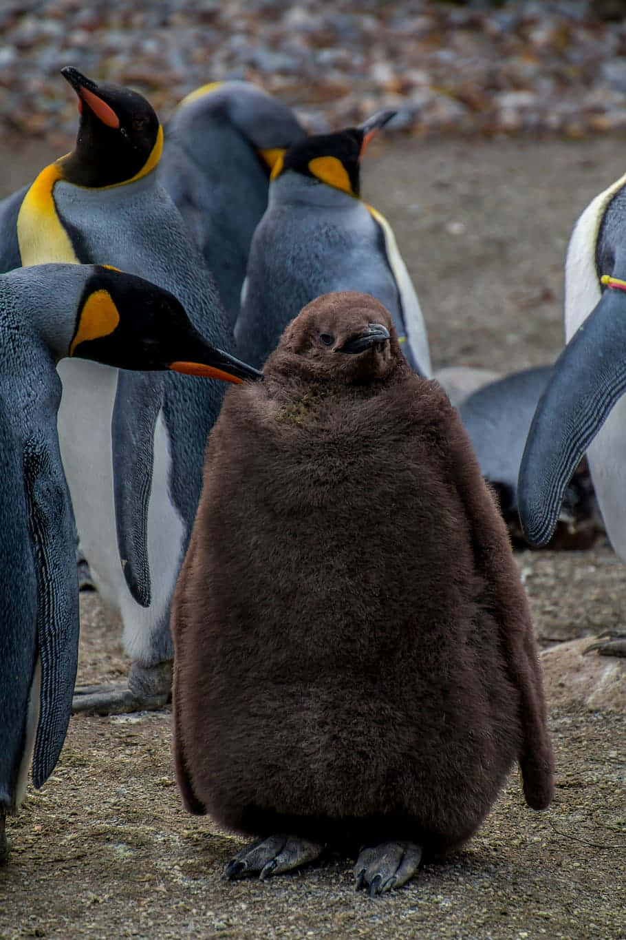 Emperor Penguin Chick Amidst Adults.jpg Wallpaper