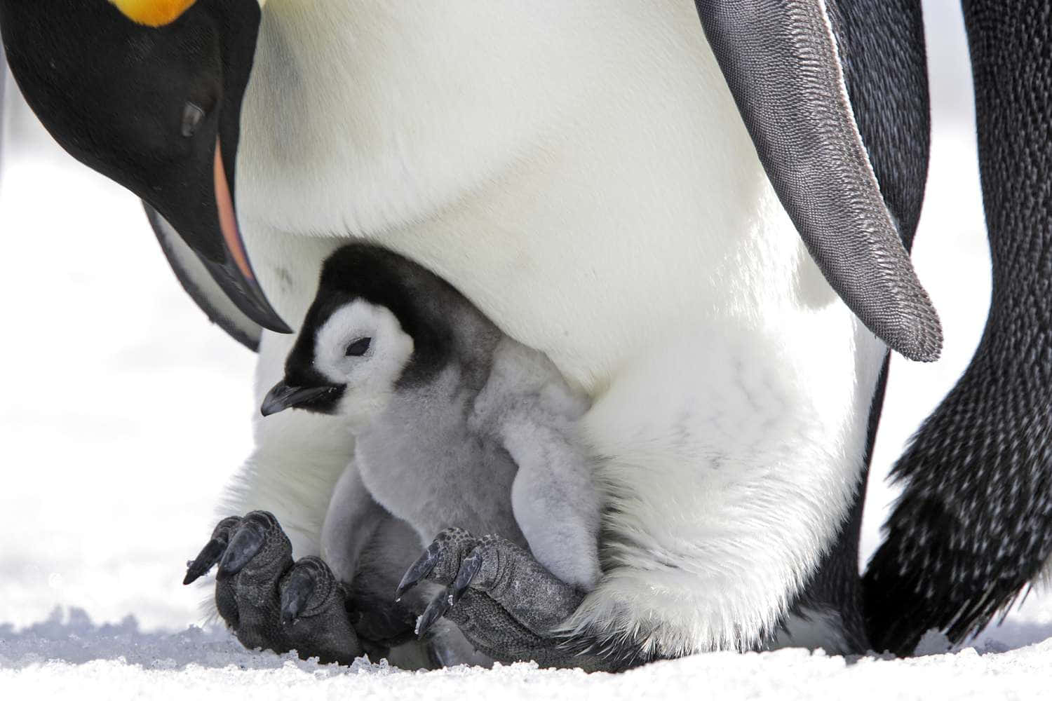 Emperor Penguin Chick Sheltering Wallpaper