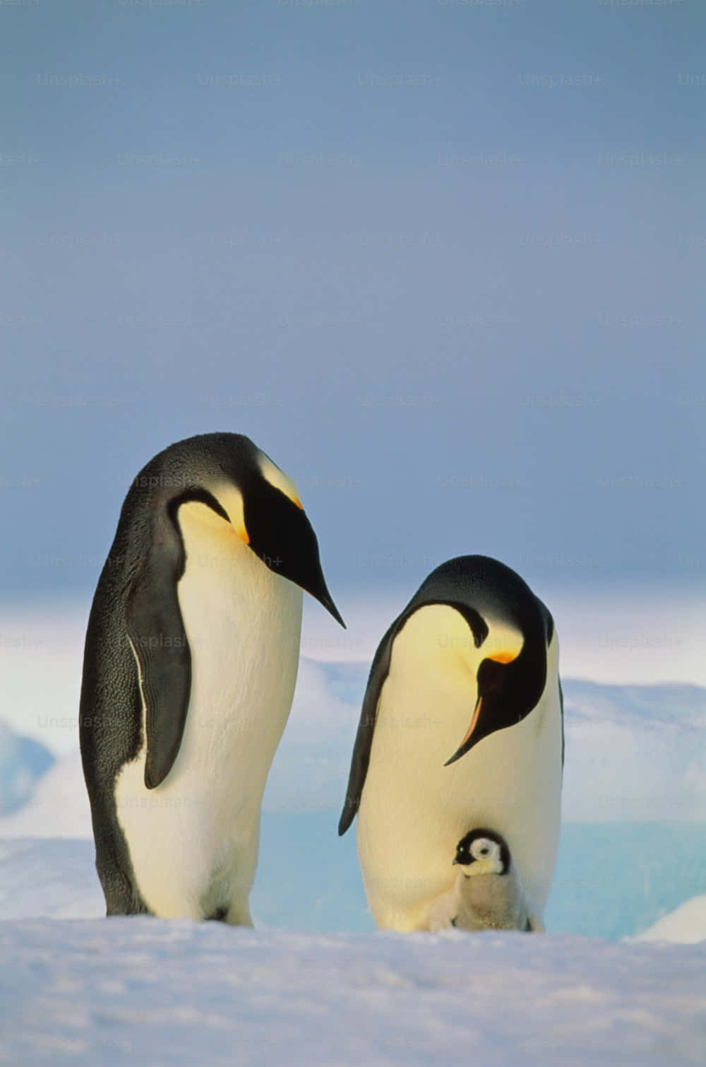 Emperor Penguin Familyon Ice Wallpaper