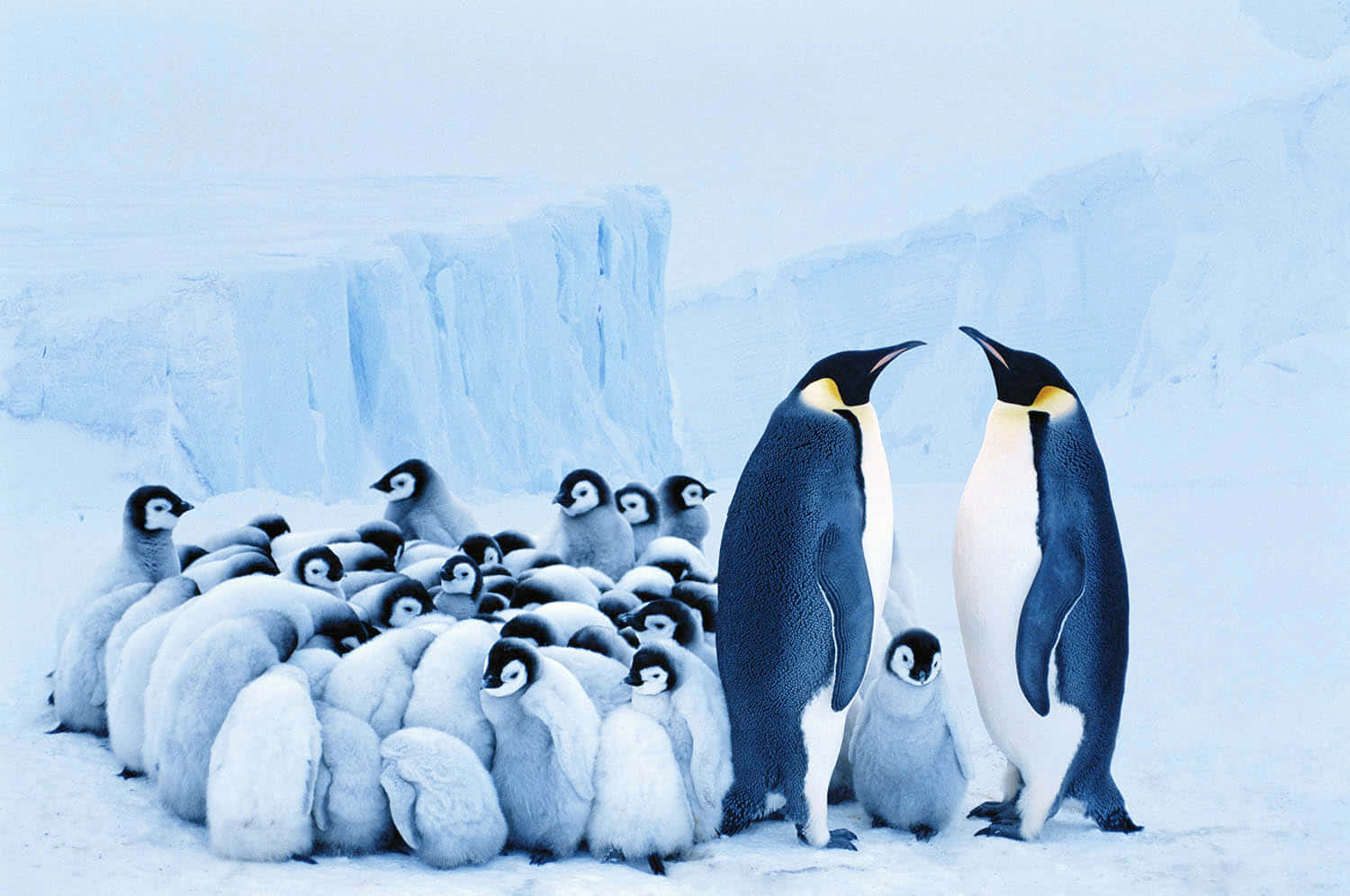 Emperor Penguin Familywith Chicks Wallpaper
