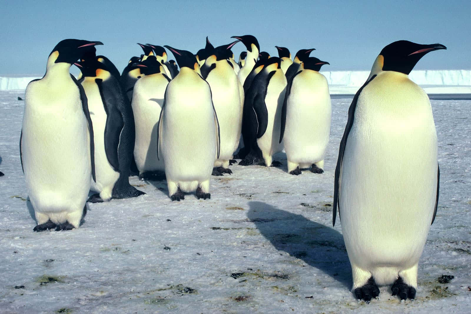 Emperor Penguin Gathering Antarctica.jpg Wallpaper