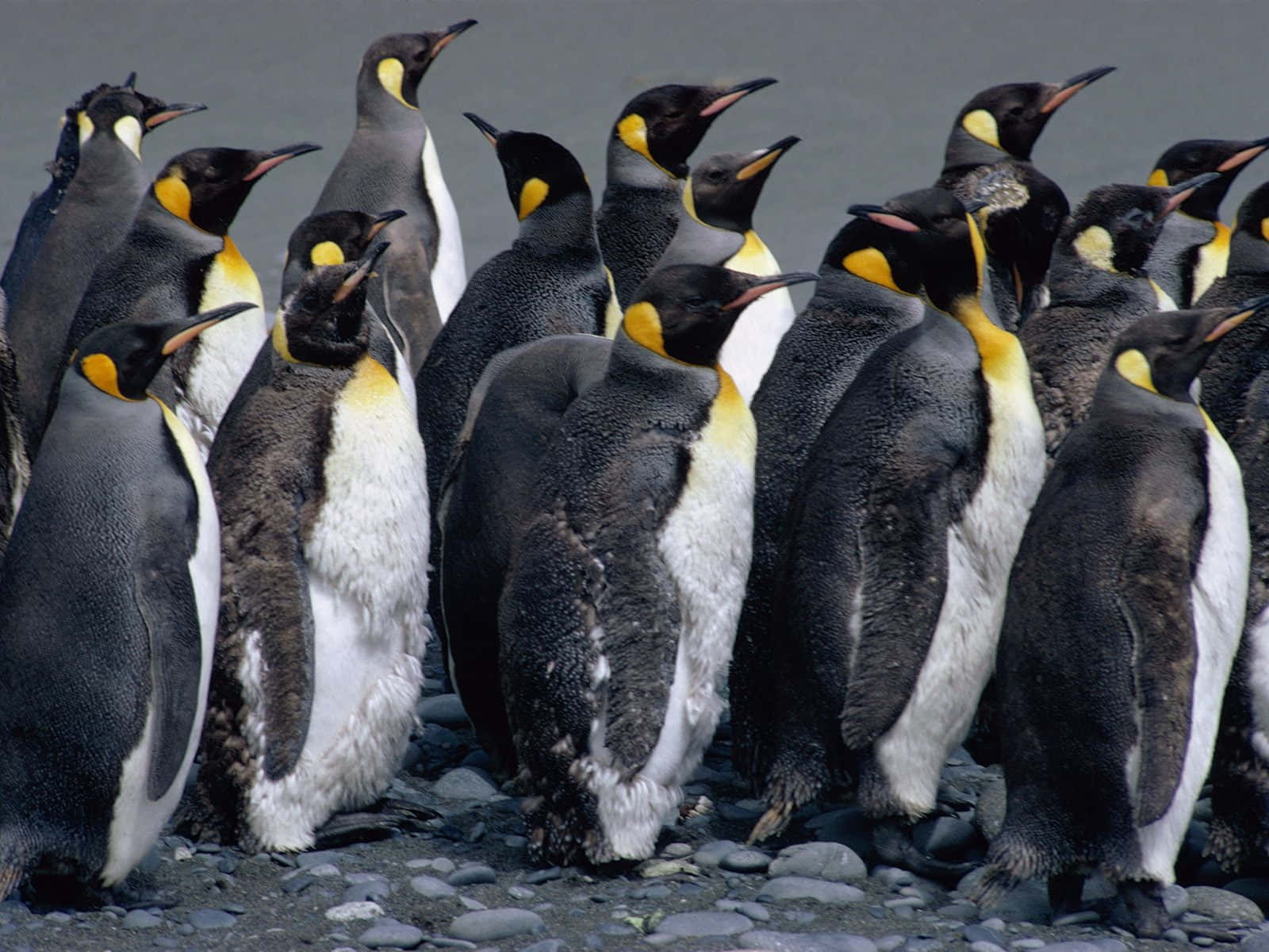 Emperor Penguin Gathering.jpg Wallpaper