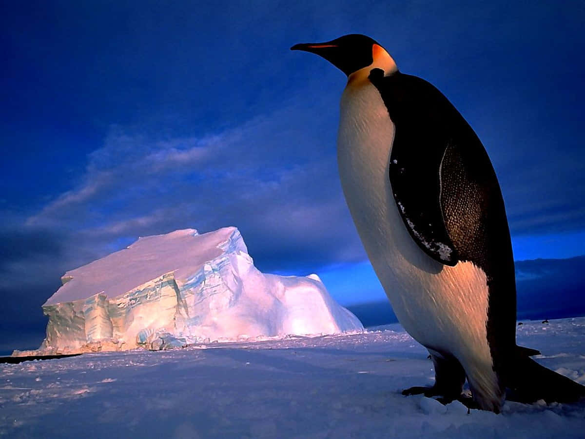 Emperor Penguin Iceberg Sentry Wallpaper