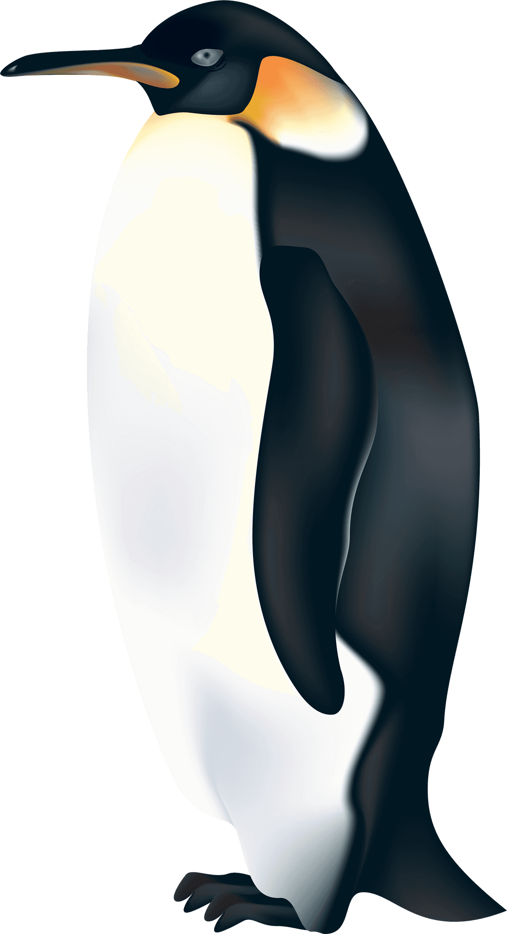 Emperor Penguin Illustration PNG