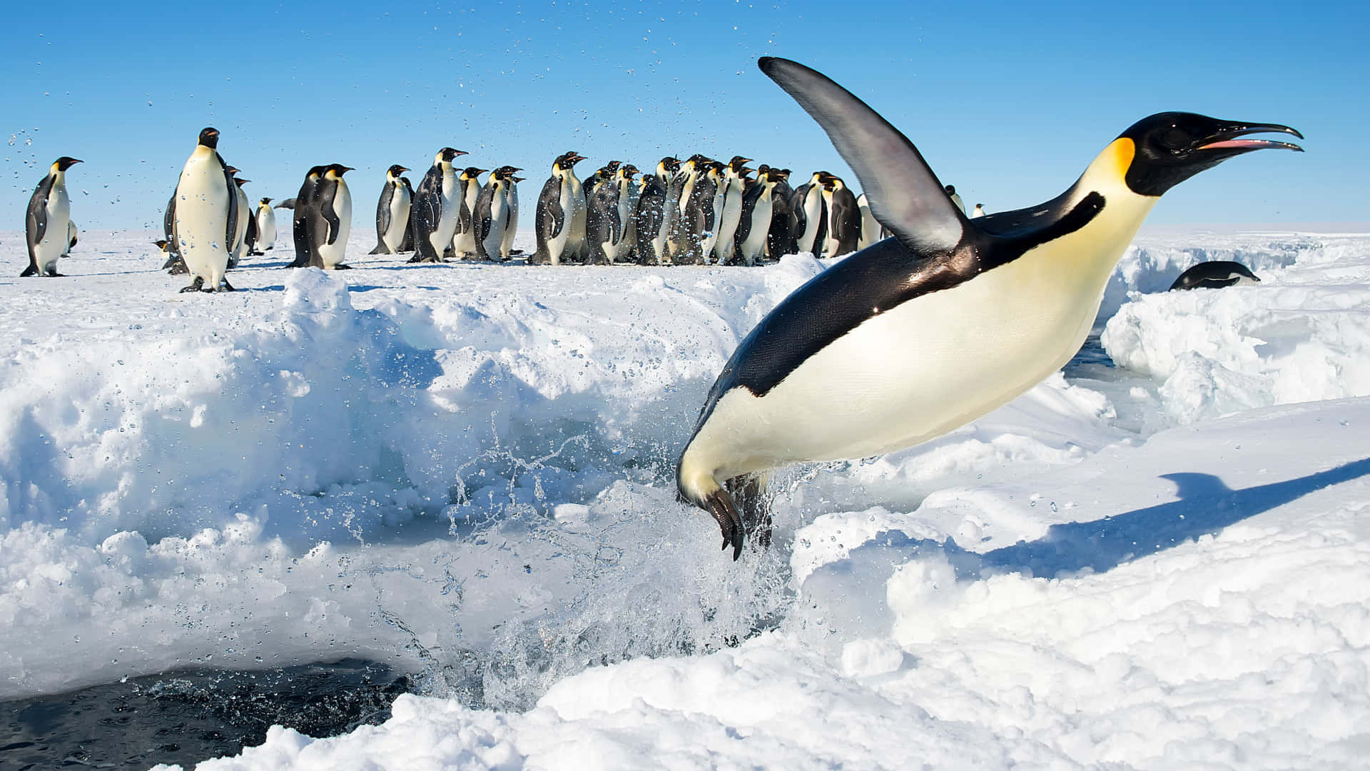 Emperor Penguin Leaping From Ice Wallpaper