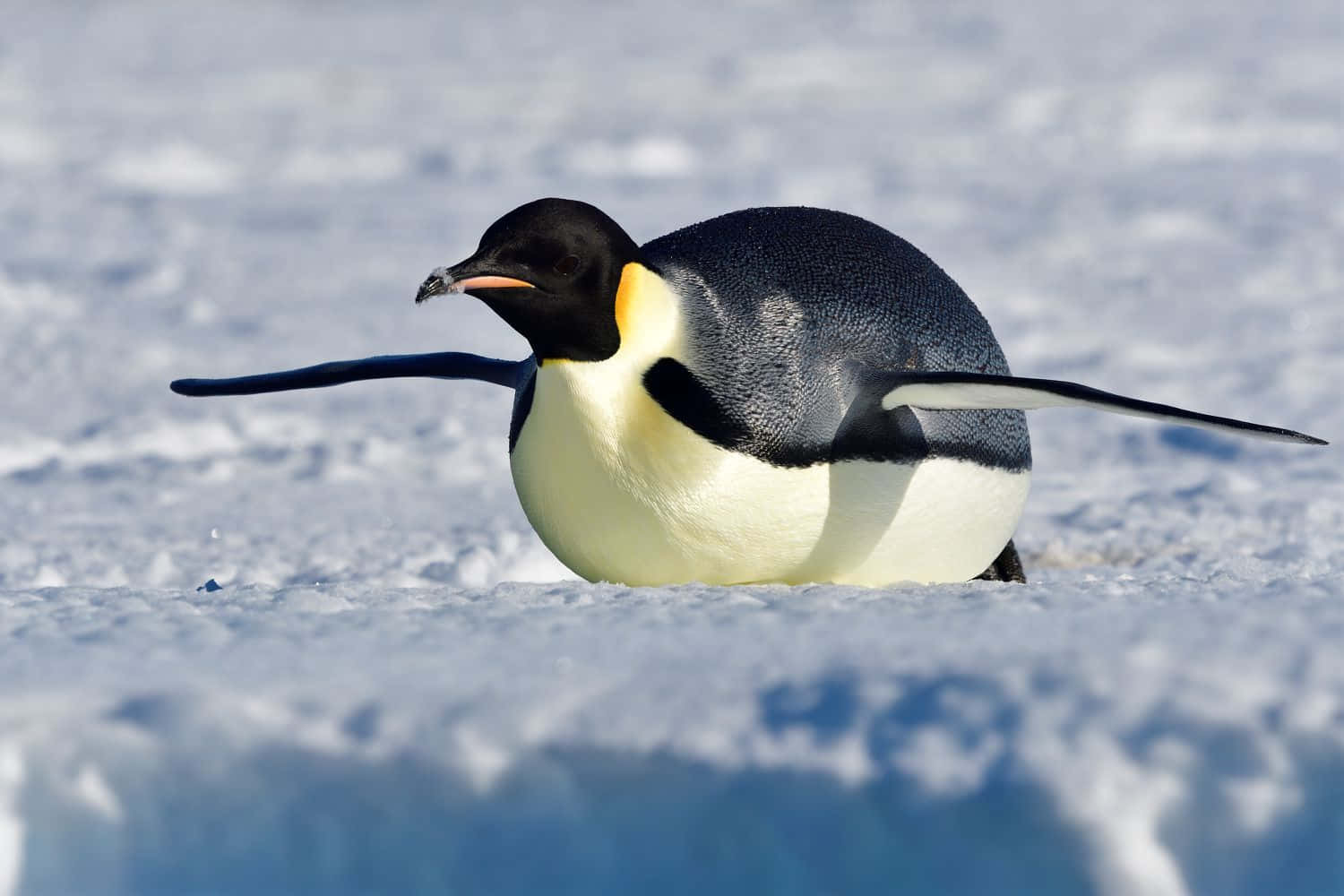 Emperor Penguin Snowy March Wallpaper