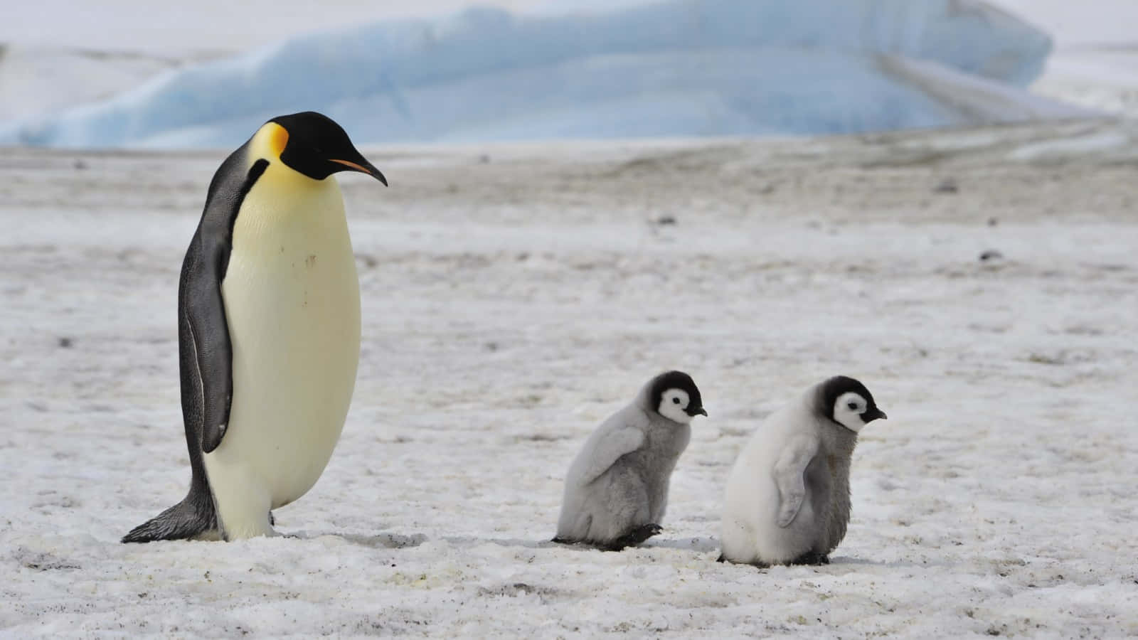 Emperor Penguin With Chicks Antarctica.jpg Wallpaper