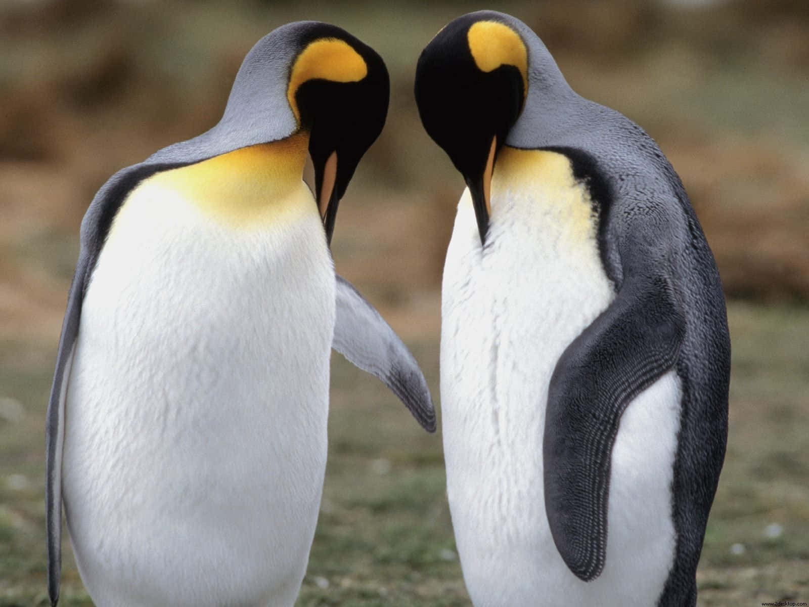 Emperor Penguins Affectionate Gesture Wallpaper