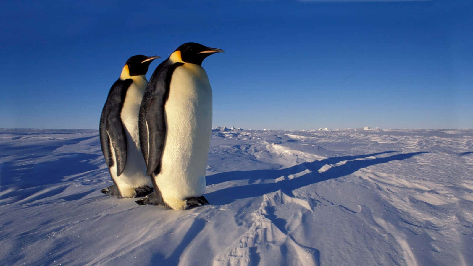 Emperor Penguins Antarctic Ice Scape Wallpaper