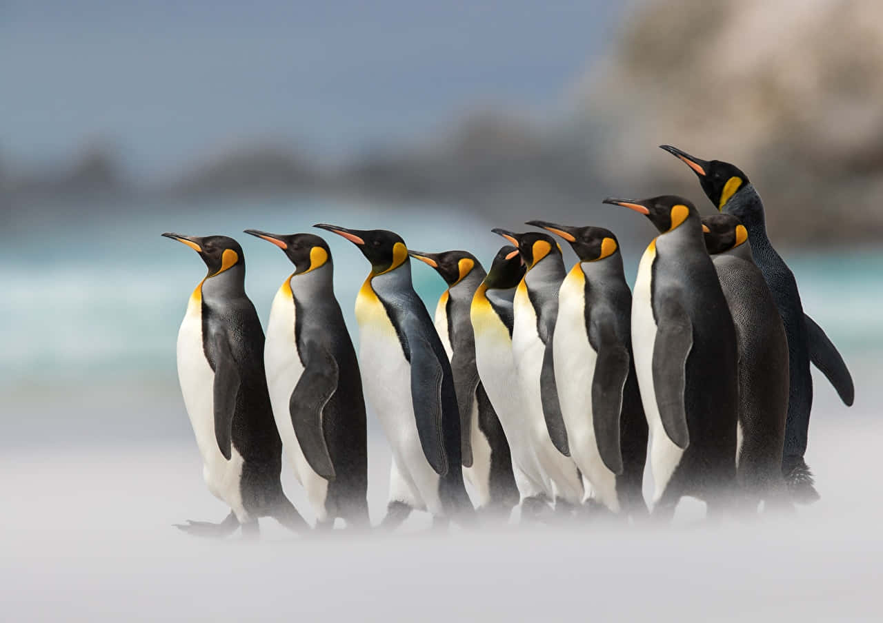 Emperor Penguins Beach Procession Wallpaper