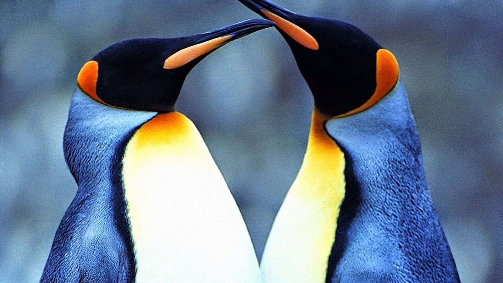 Emperor Penguins Close Up Wallpaper