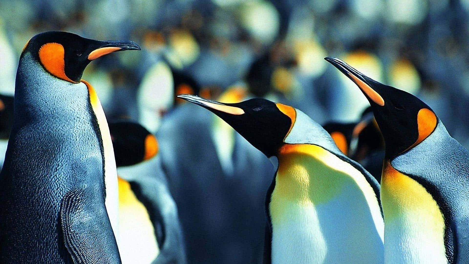 Emperor Penguins Gathering.jpg Wallpaper