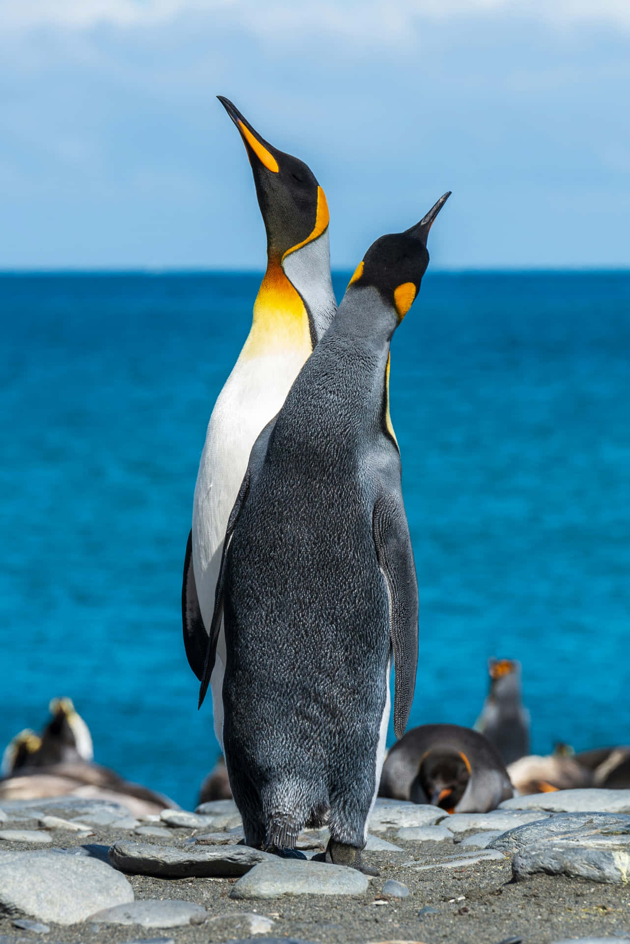 Emperor Penguins Seaside Gathering.jpg Wallpaper