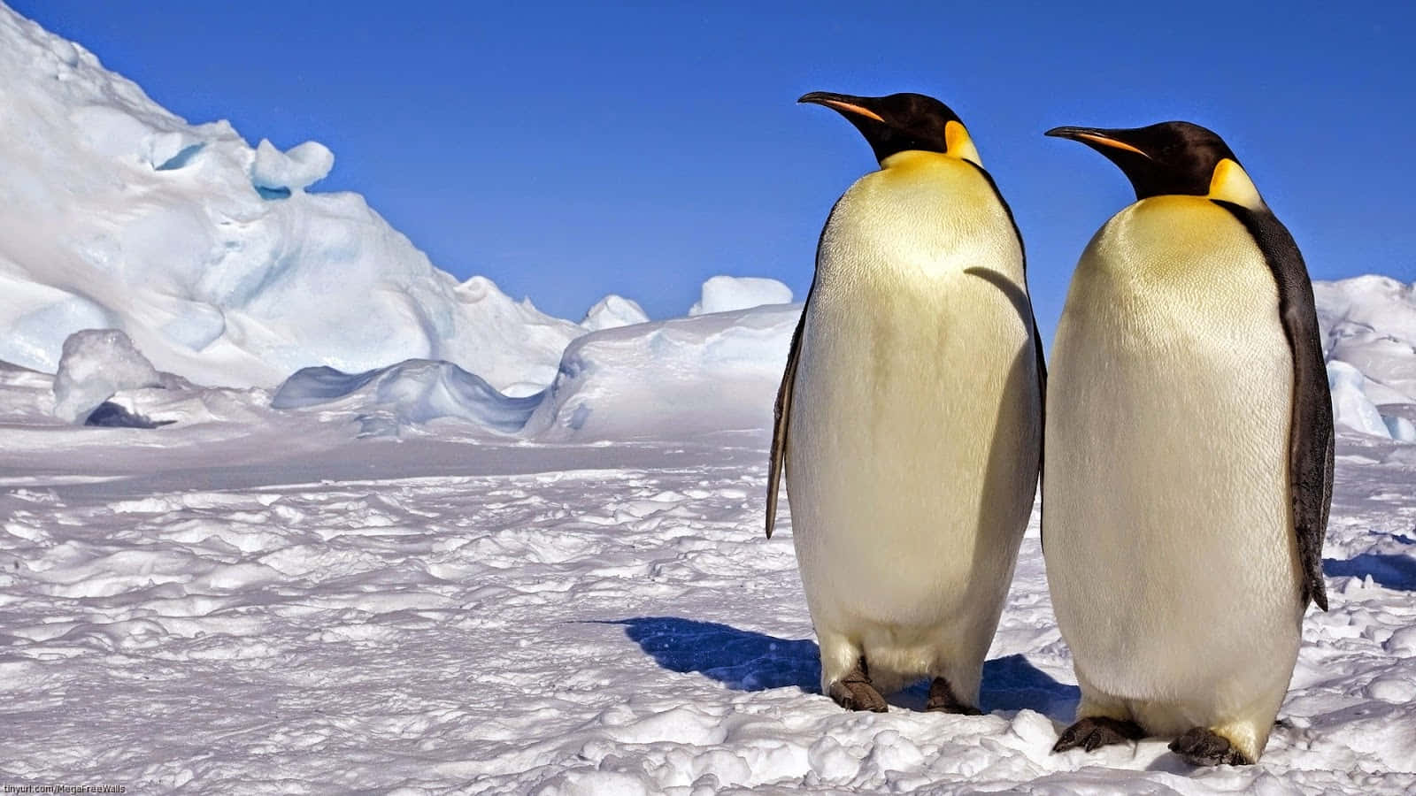 Emperor Penguins Snowy Landscape Wallpaper