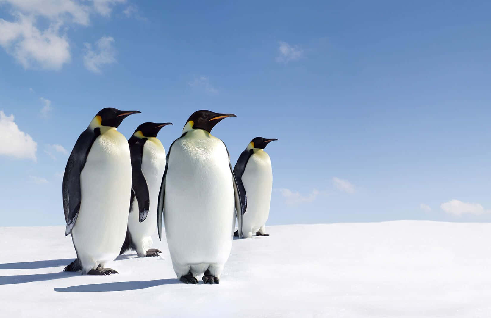 Emperor Penguins Snowy March Wallpaper