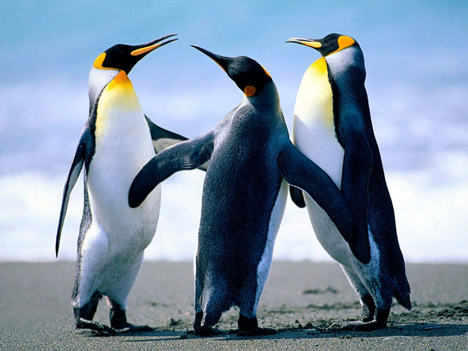 Emperor Penguins Social Gathering Wallpaper