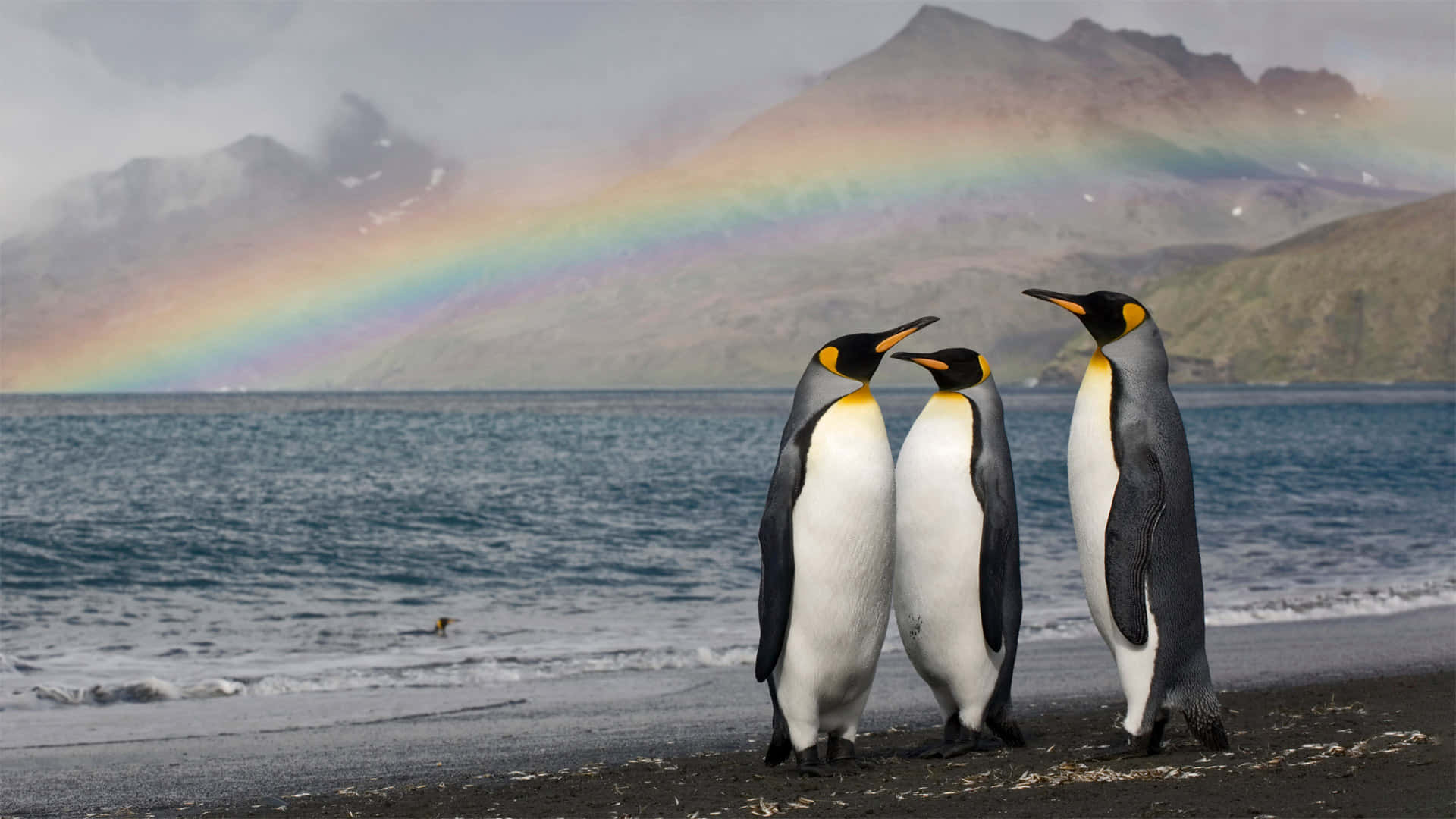 Emperor_ Penguins_ Under_ Rainbow Wallpaper