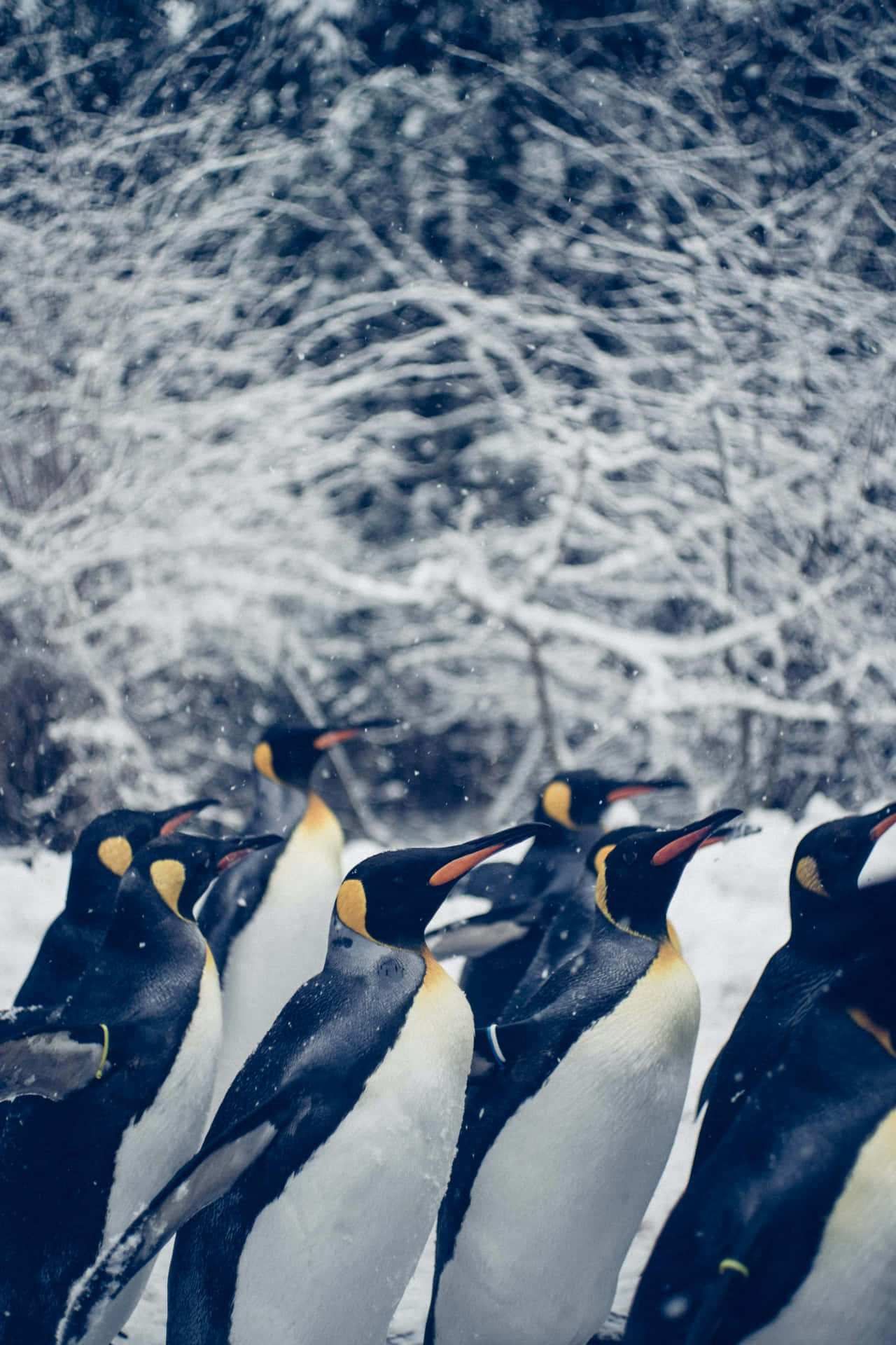 Emperor Penguinsin Snowfall Wallpaper