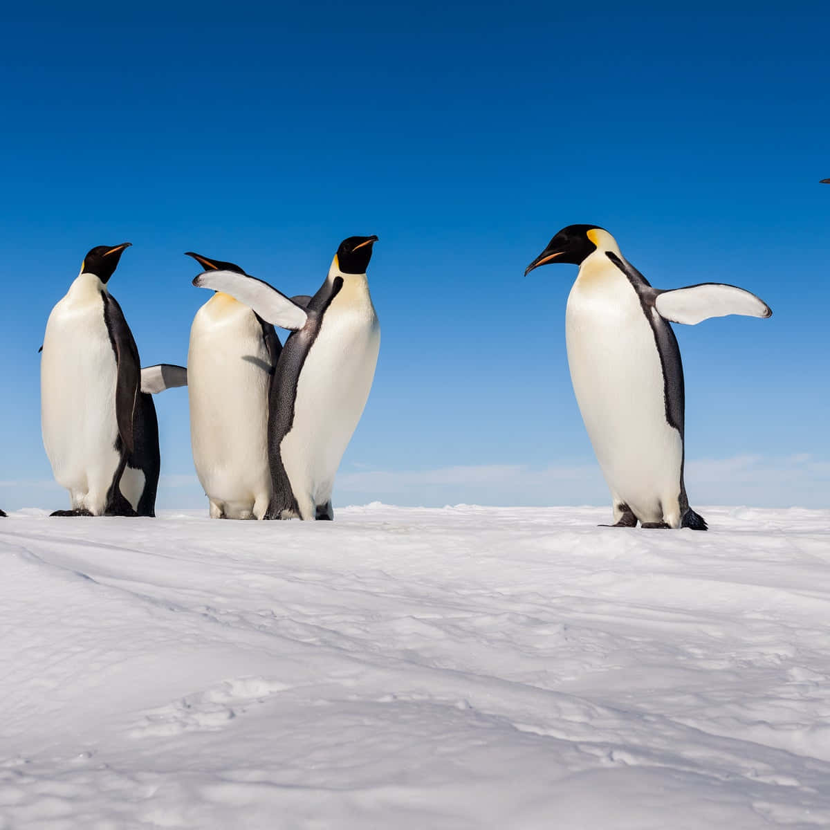 Emperor Penguinson Ice Wallpaper