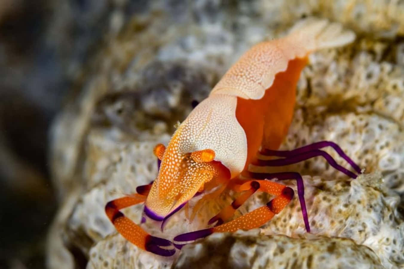 Emperor Shrimp On Coral Wallpaper