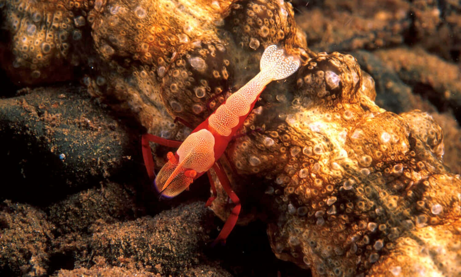 Emperor Shrimp On Sea Cucumber.jpg Wallpaper