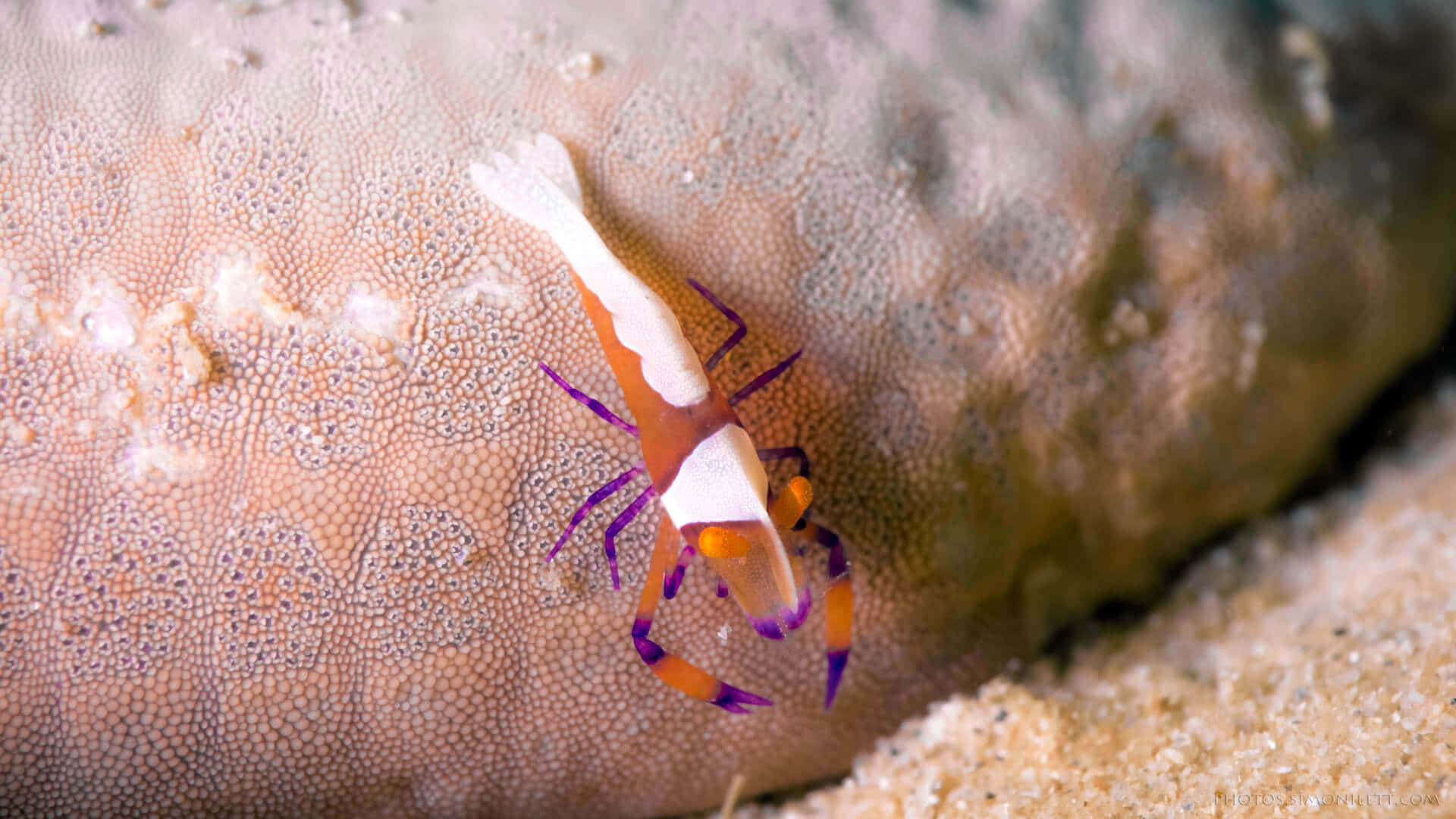 Emperor Shrimp On Sea Cucumber.jpg Wallpaper