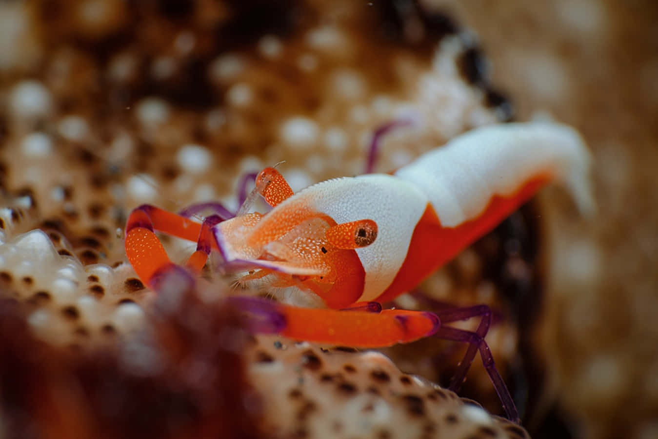 Emperor Shrimp On Sea Cucumber.jpg Wallpaper