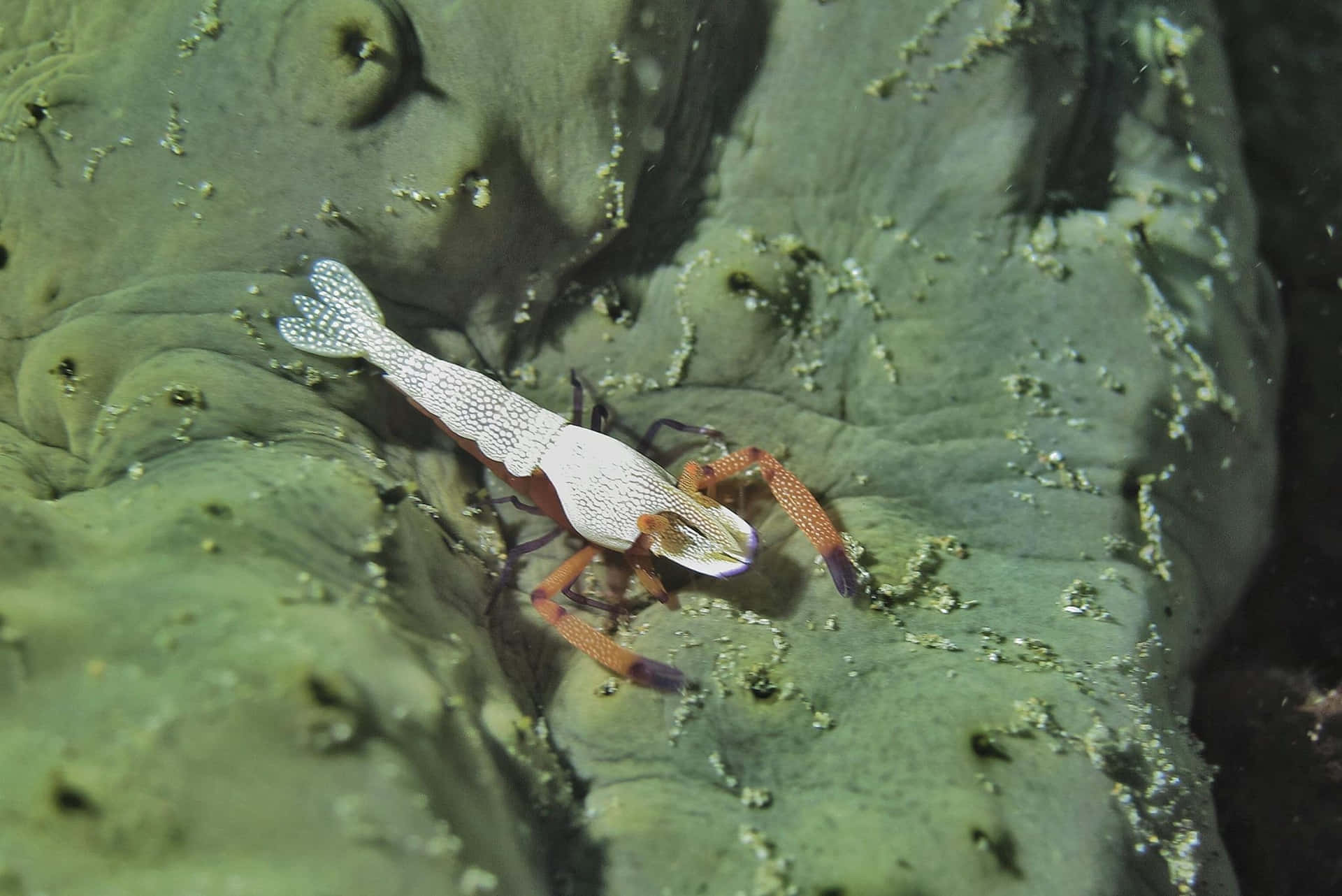 Emperor Shrimp On Sea Cucumber.jpg Wallpaper