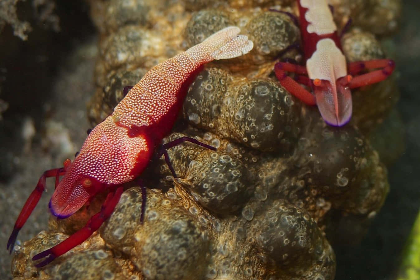 Emperor Shrimp On Sea Cucumber.jpg Wallpaper