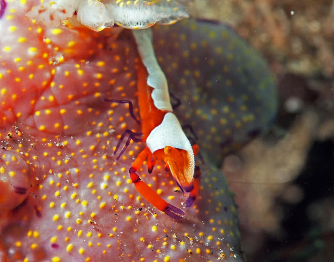 Emperor Shrimp On Sea Cucumber.jpg Wallpaper