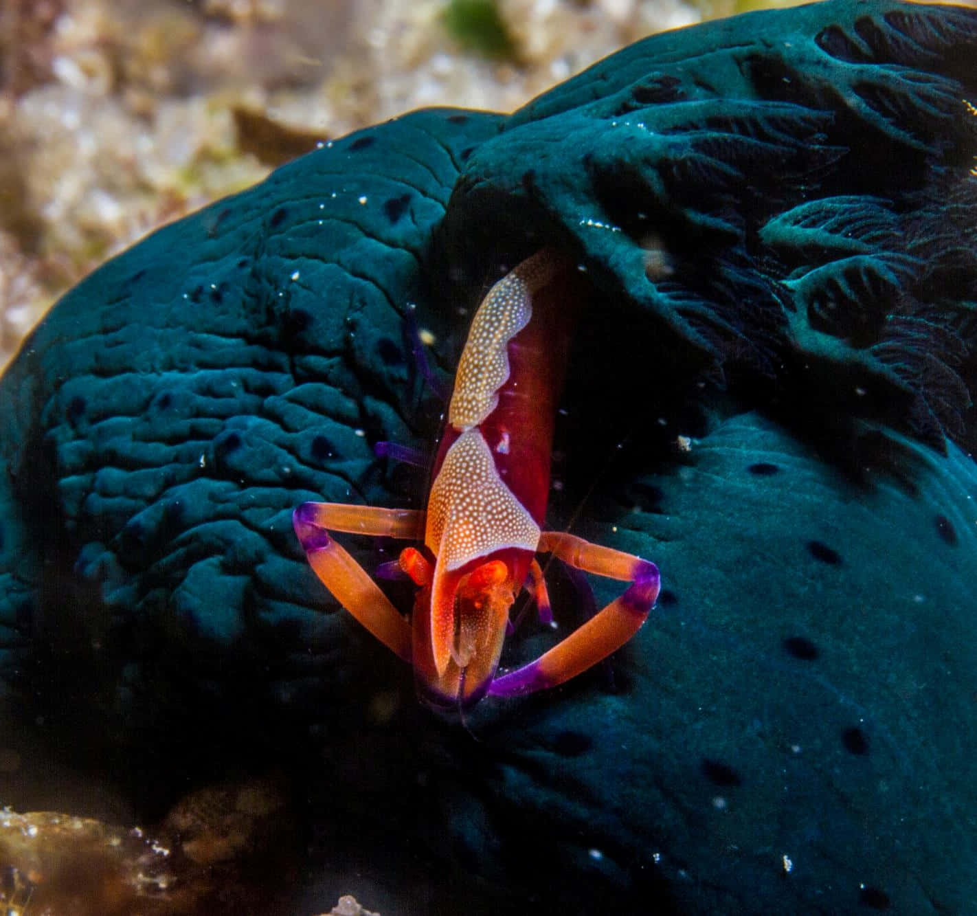 Emperor Shrimp On Sea Cucumber.jpg Wallpaper