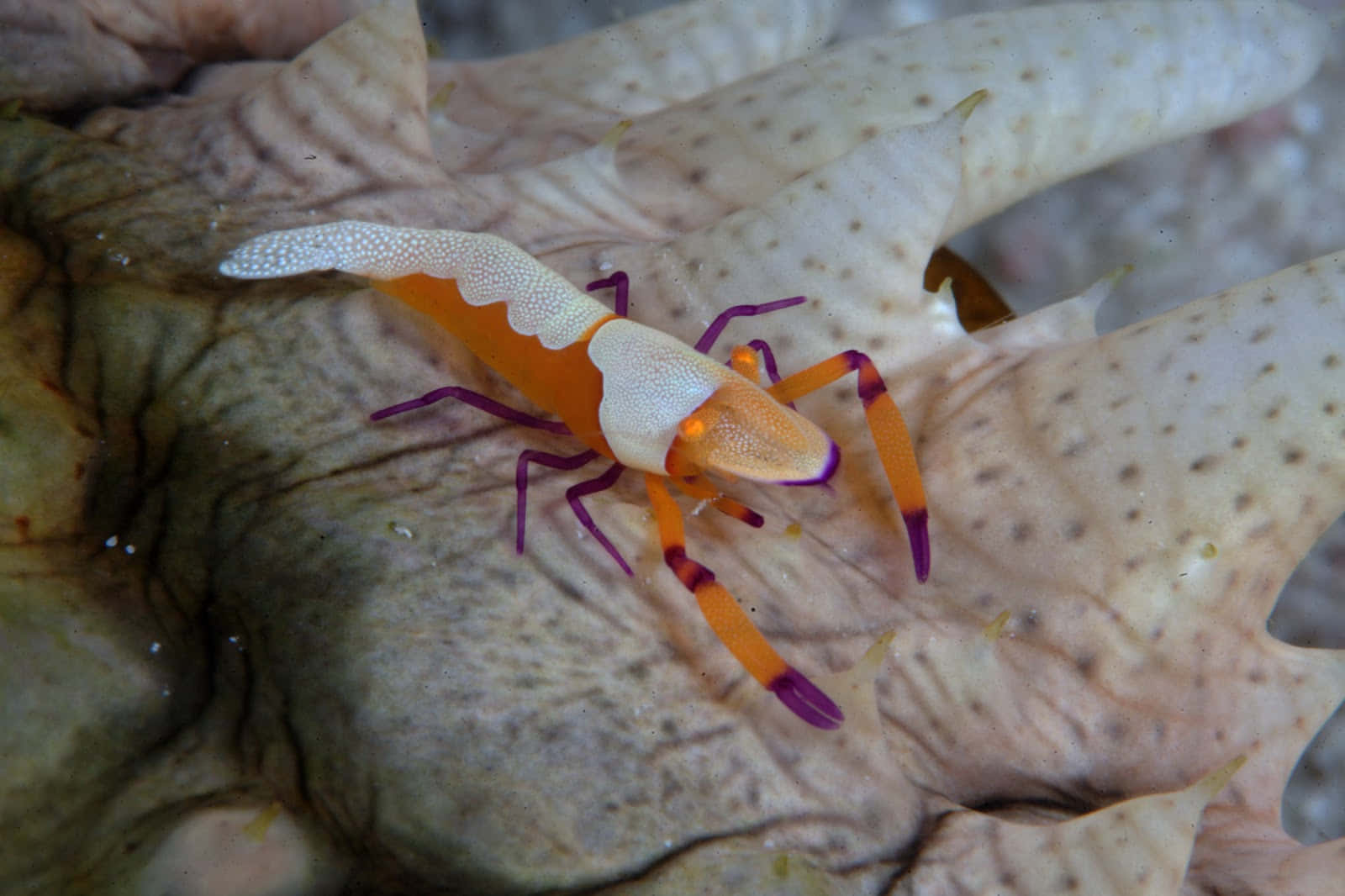 Emperor Shrimp On Sea Cucumber.jpg Wallpaper