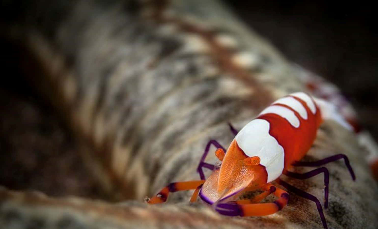 Emperor Shrimp On Sea Cucumber.jpg Wallpaper