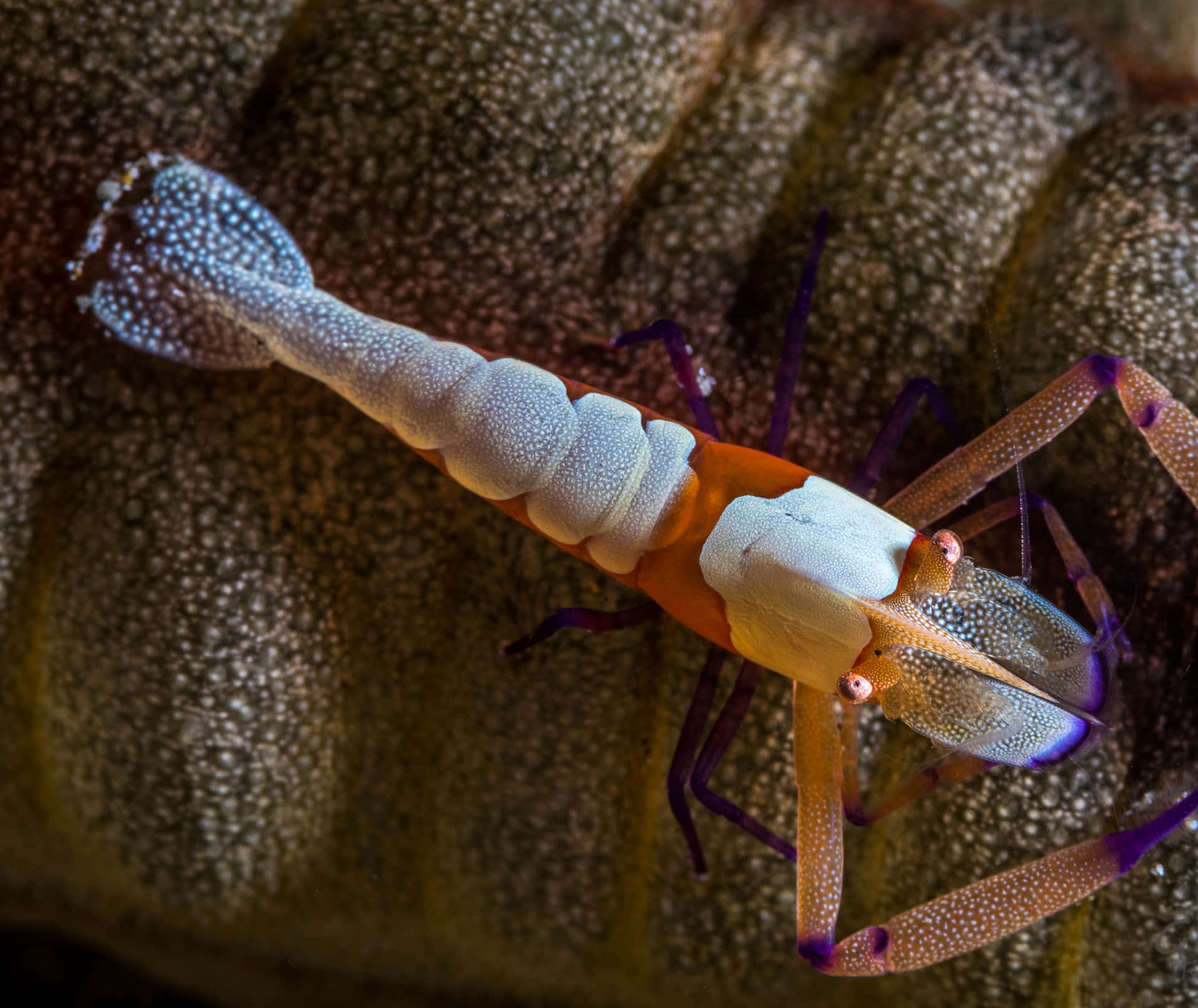 Emperor Shrimp On Sea Cucumber.jpg Wallpaper