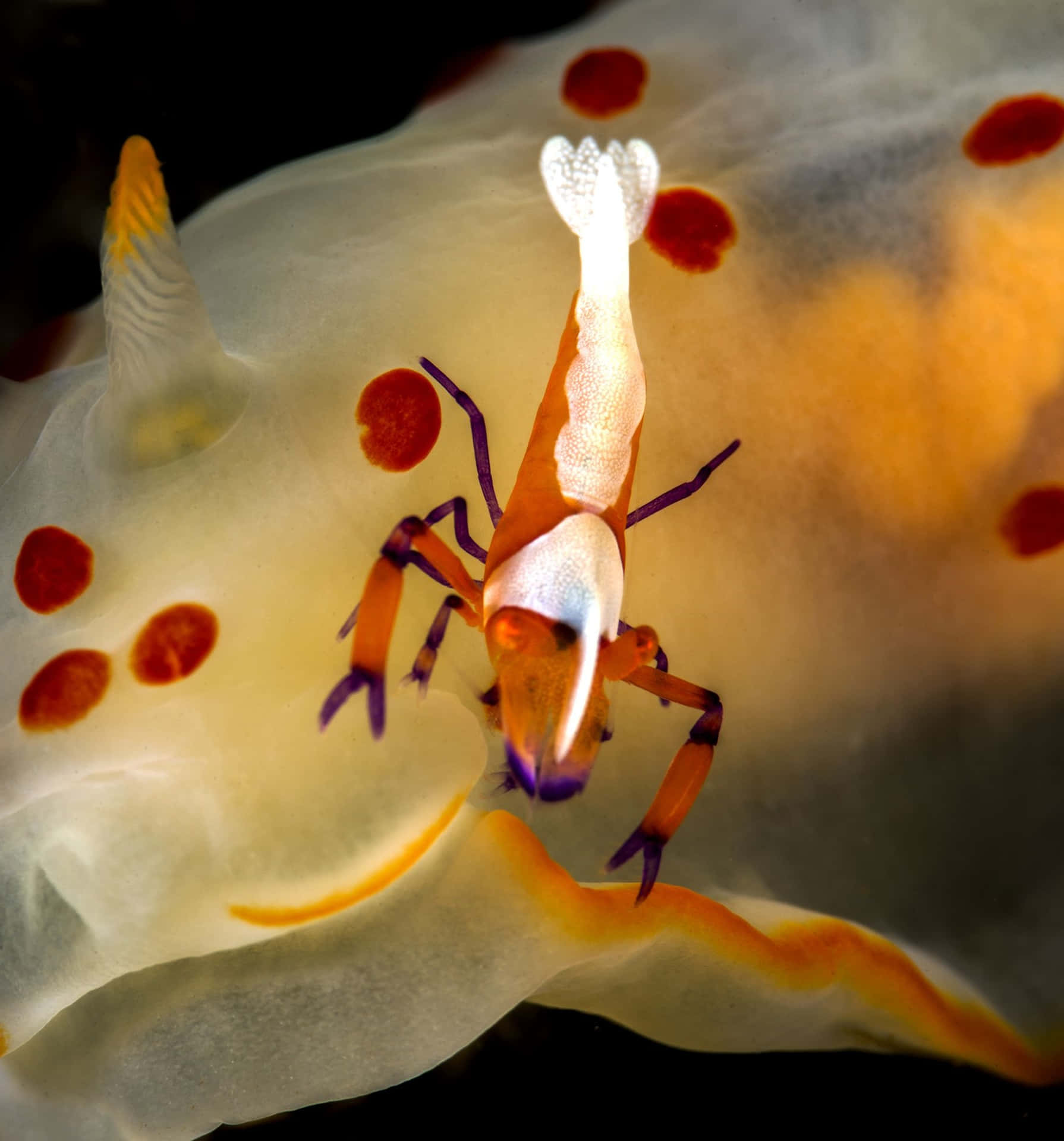 Emperor Shrimp On Sea Slug Wallpaper