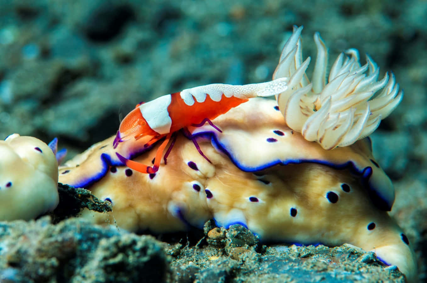 Emperor Shrimp On Sea Slug.jpg Wallpaper
