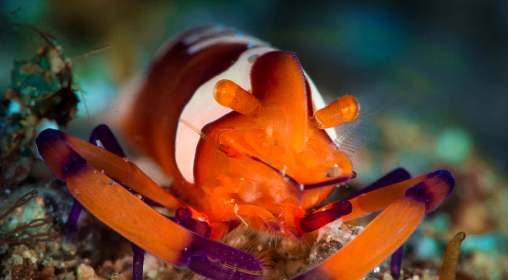 Emperor Shrimp Vibrant Underwater Creature Wallpaper