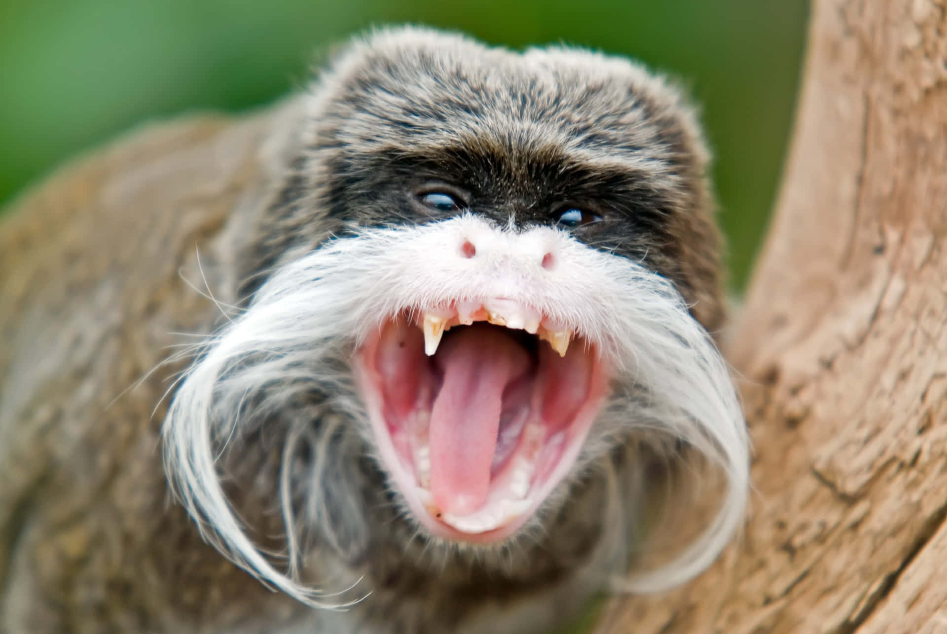 Emperor Tamarin Agitated Expression Wallpaper